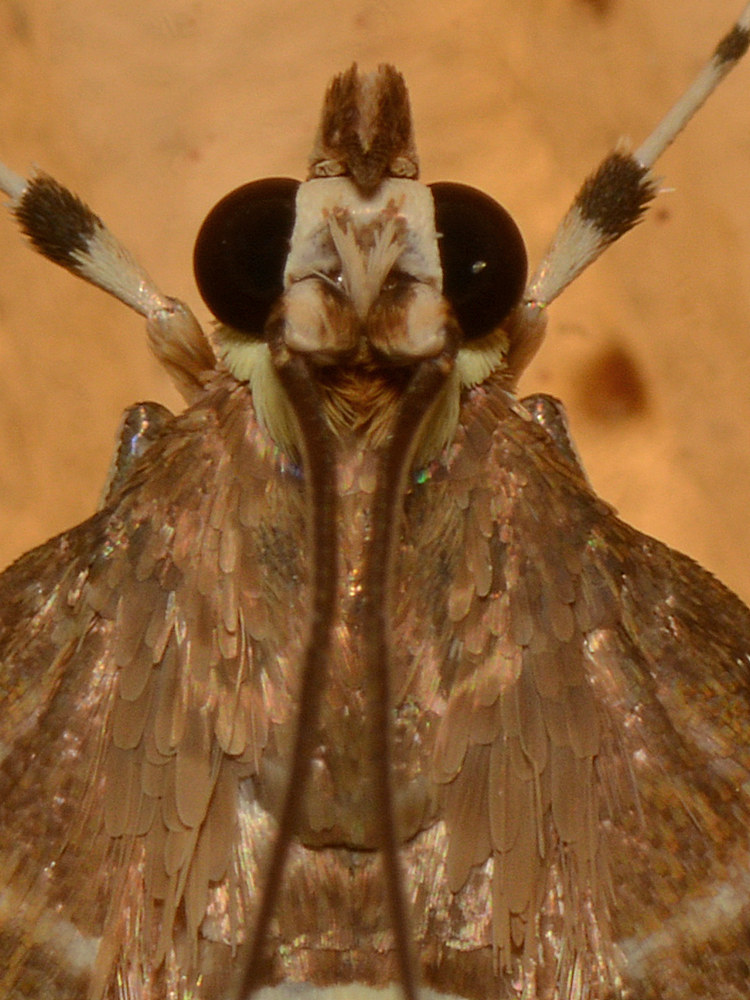 Moth3.jpg