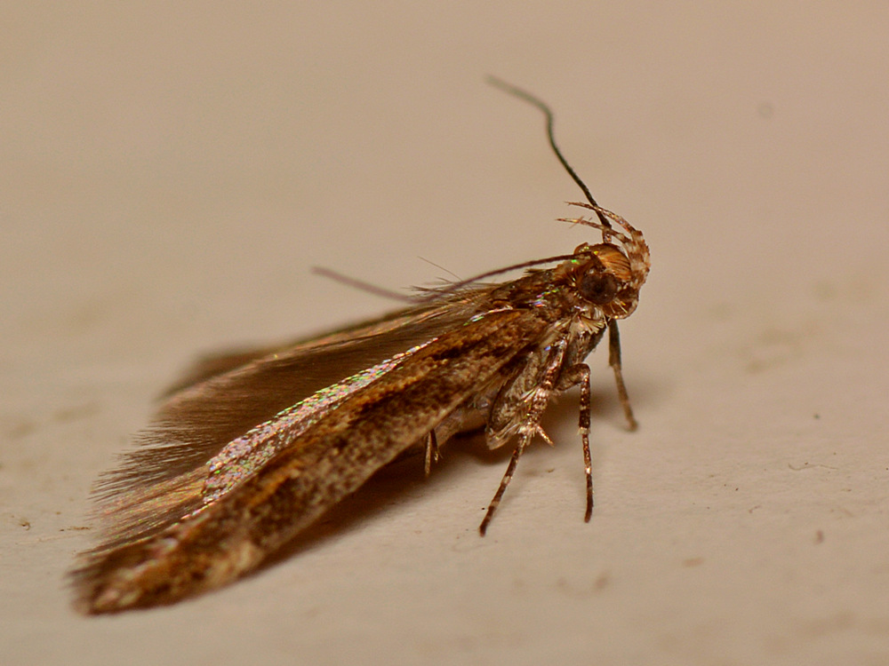 Moth3.jpg