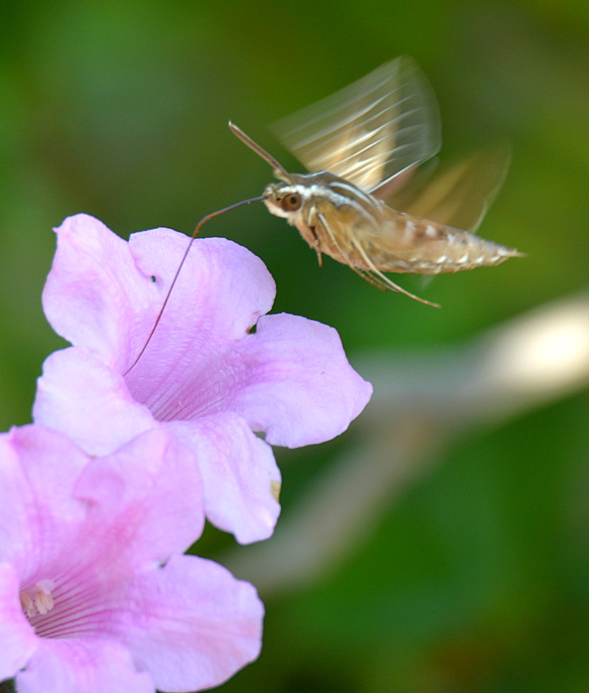 Moth3.jpg