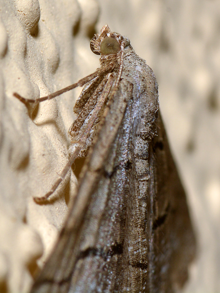 Moth3.jpg