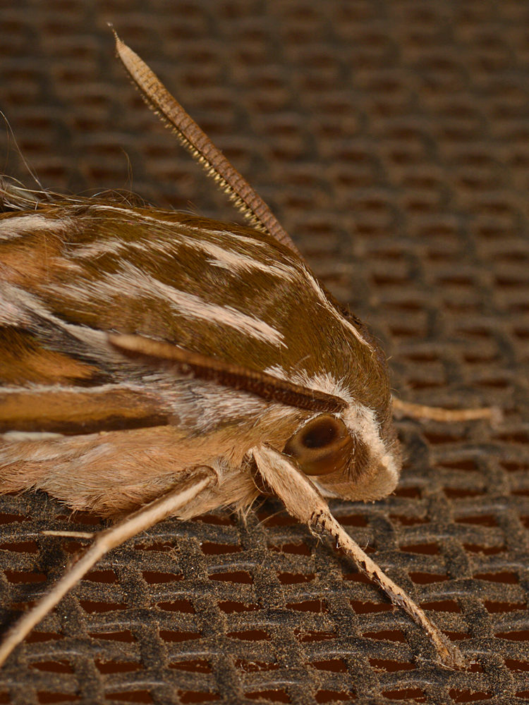 Moth3.jpg