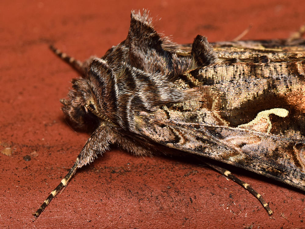 Moth3.jpg