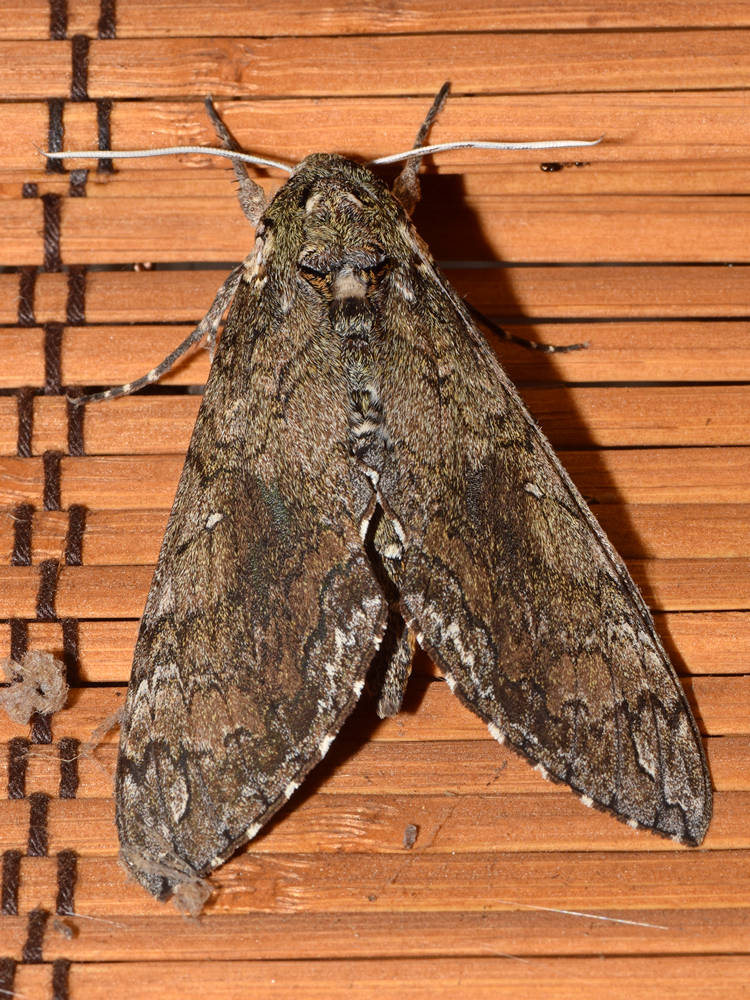 Moth3.jpg