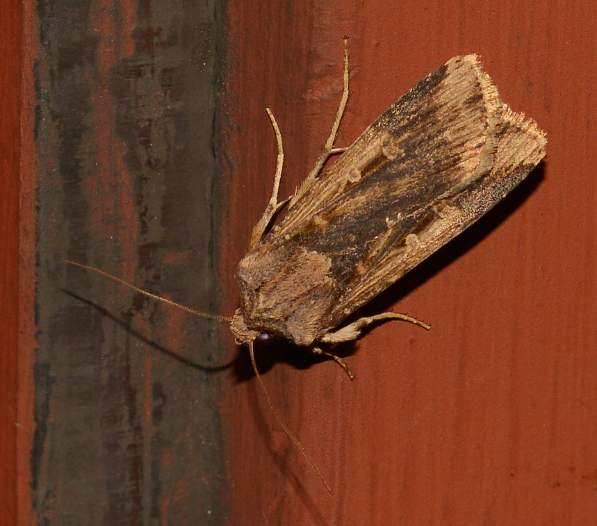 Moth30Dec2013.jpg