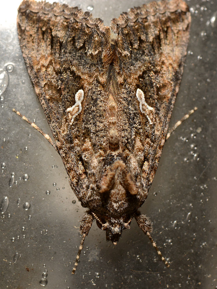 Moth4.jpg