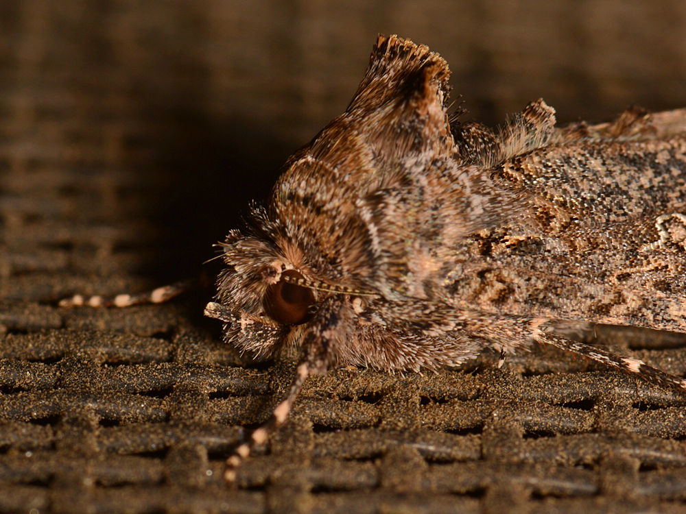 Moth4.jpg