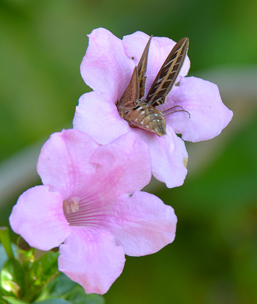 Moth4.jpg