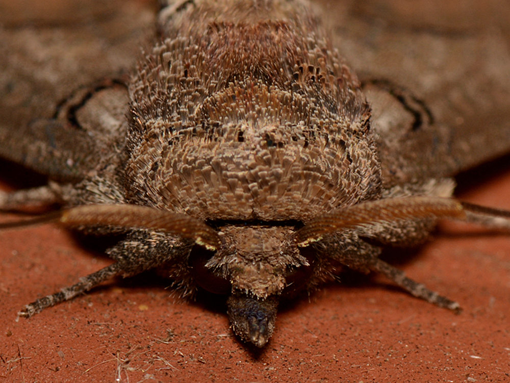 Moth4.jpg