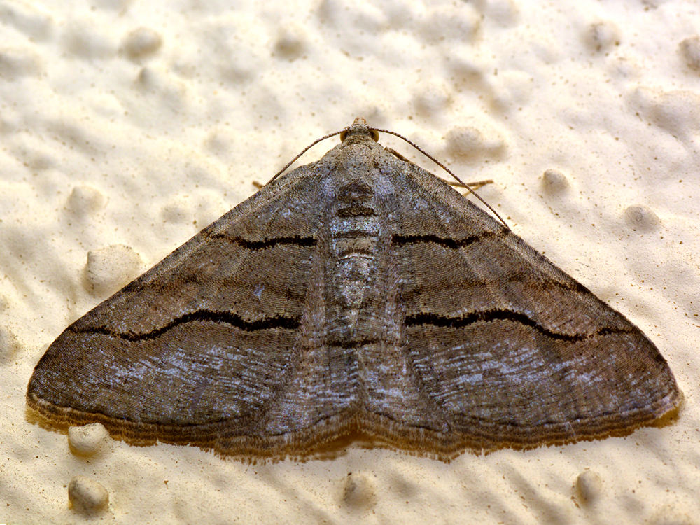 Moth4.jpg