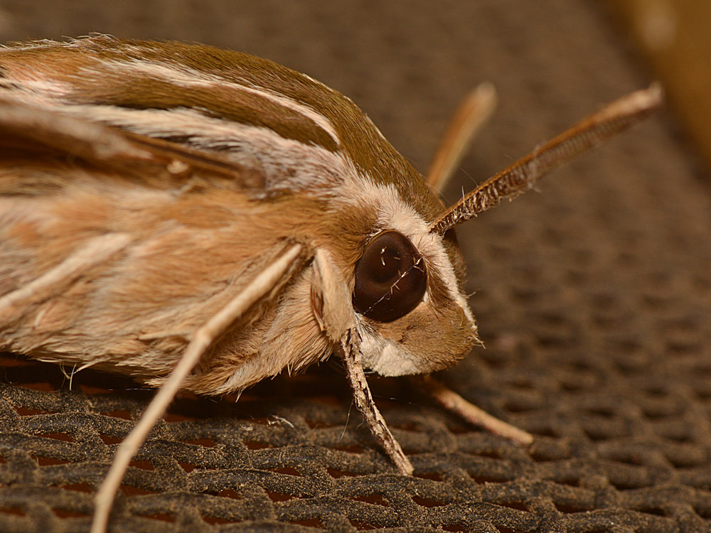 Moth4.jpg