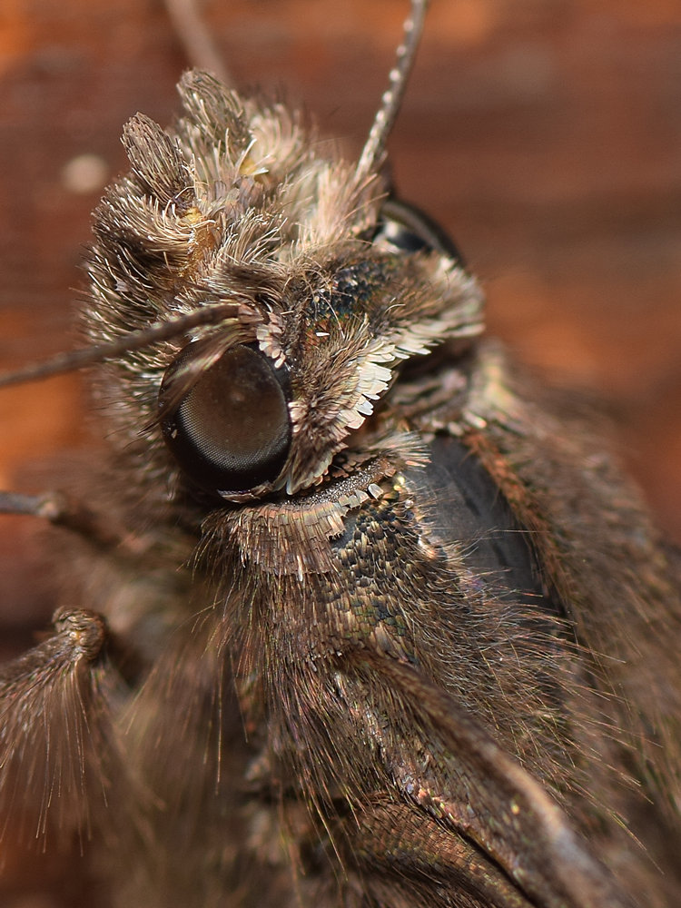 Moth4.jpg