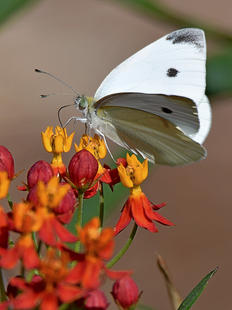 Moth4.jpg