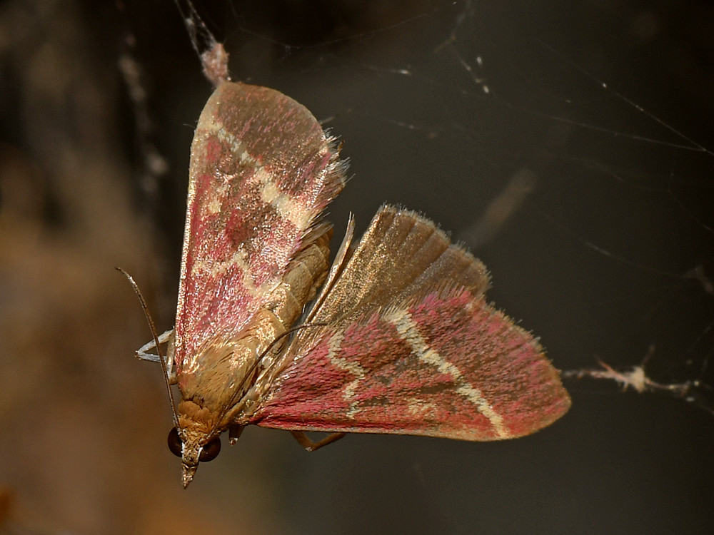 Moth4.jpg