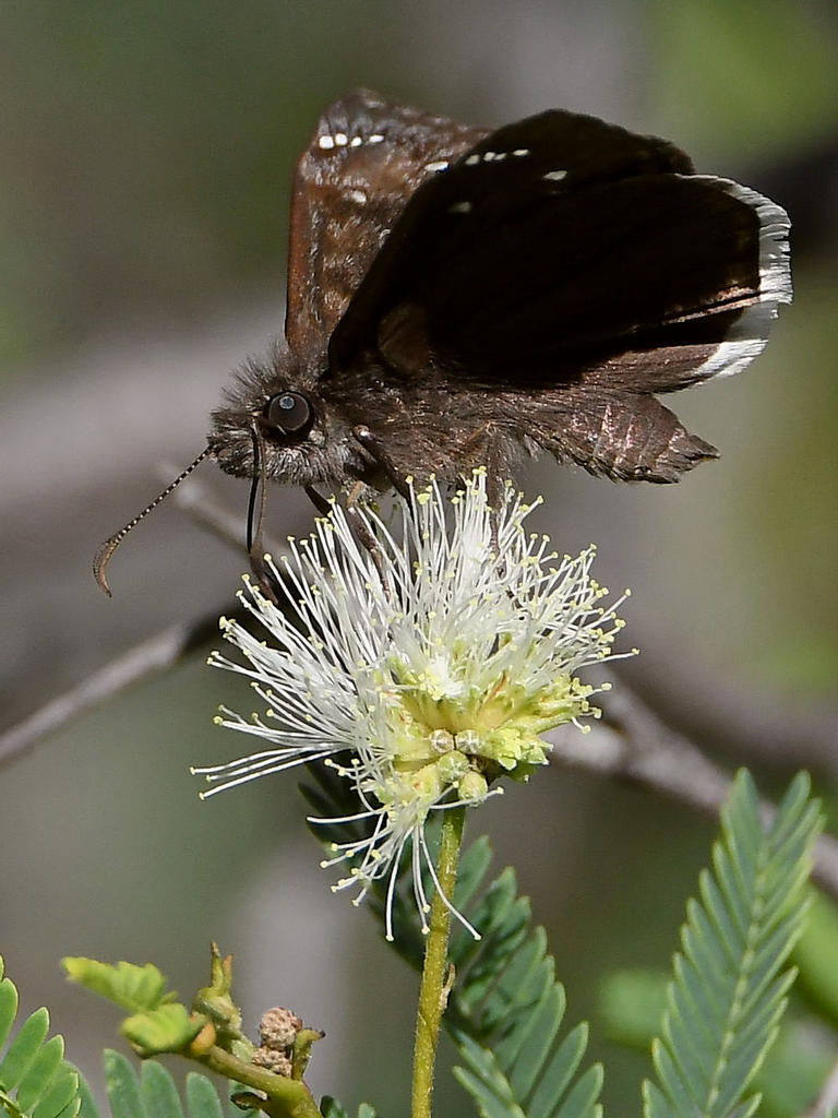 Moth4.jpg