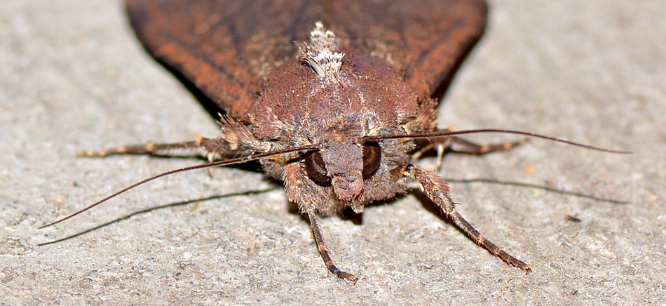 moth4.jpg