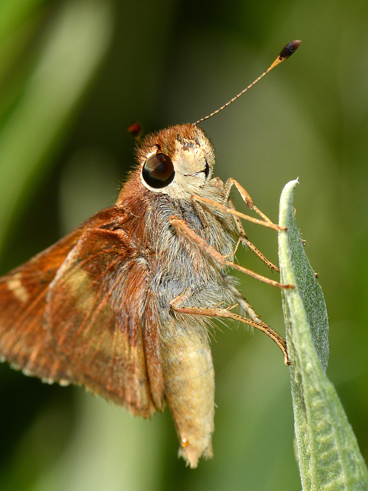 Moth4.jpg