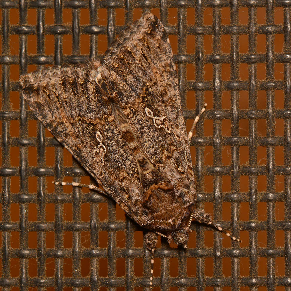 Moth5.jpg