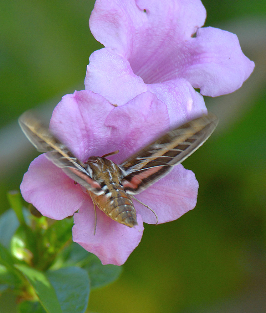Moth5.jpg
