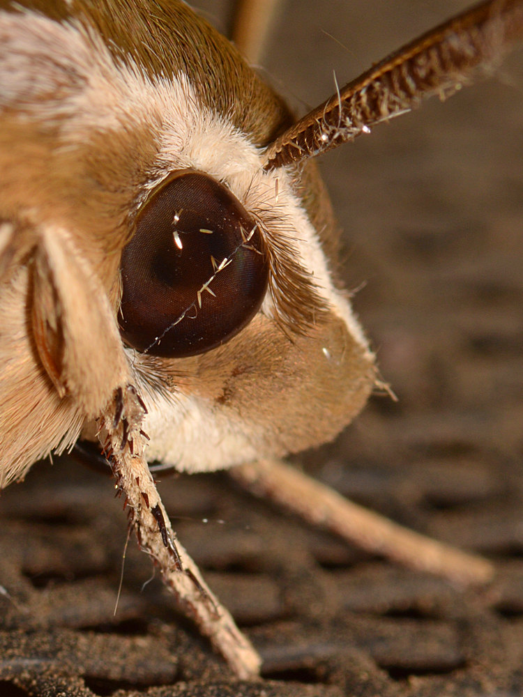 Moth5.jpg