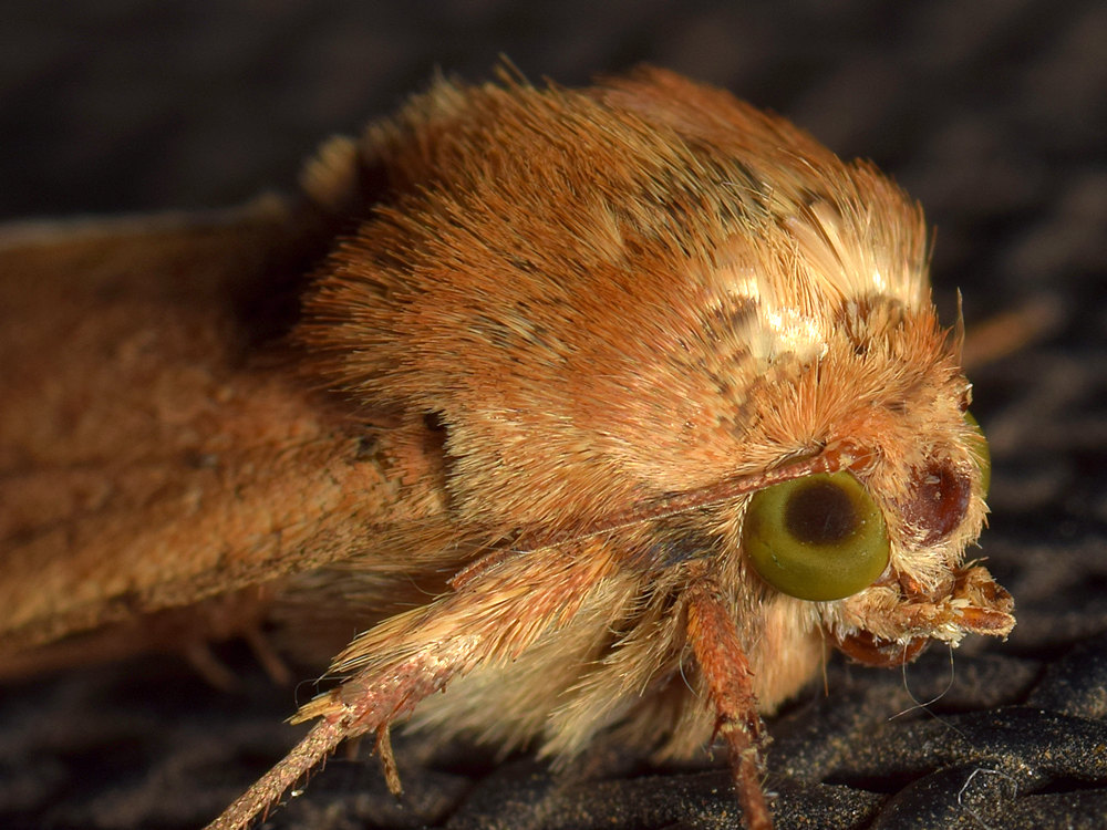 Moth6.jpg