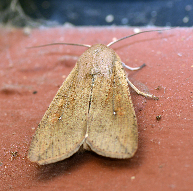Moth_2.jpg