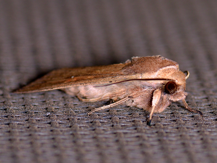 Moth_4.jpg