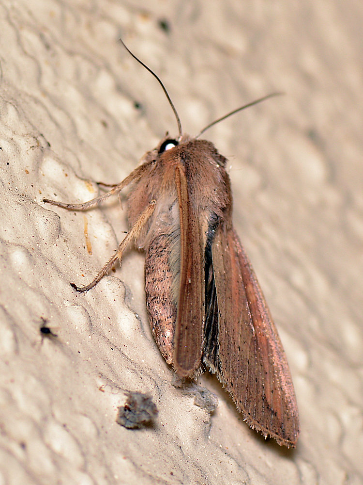 Moth_5.jpg