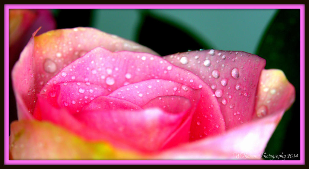 Mother's Day Rose 3.jpg
