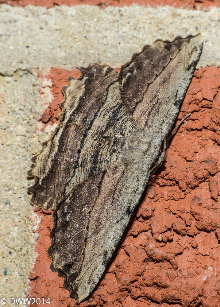 Mothra (1 of 1).jpg