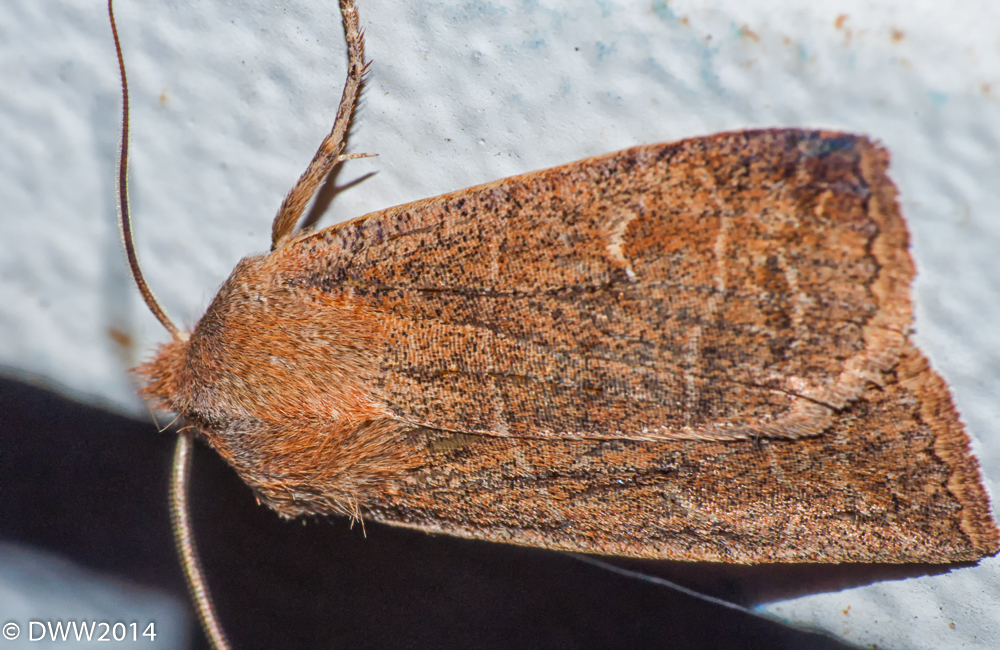 Mothra 3 (1 of 1).jpg