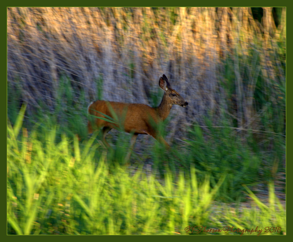 Motion Blurr Deer 6-22-2016.jpg