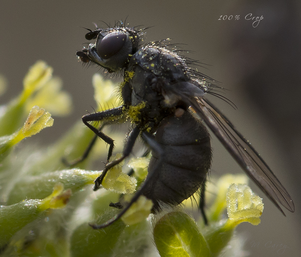 mouche 100%crop.jpg