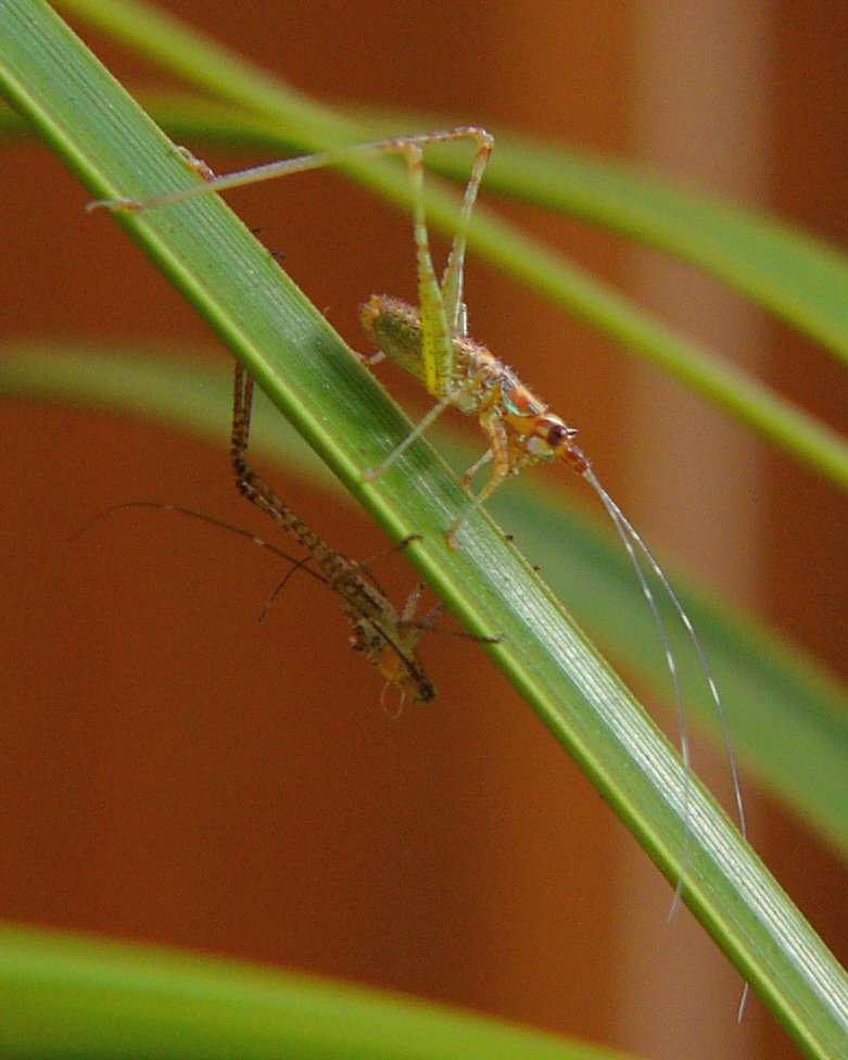 moult2.jpg