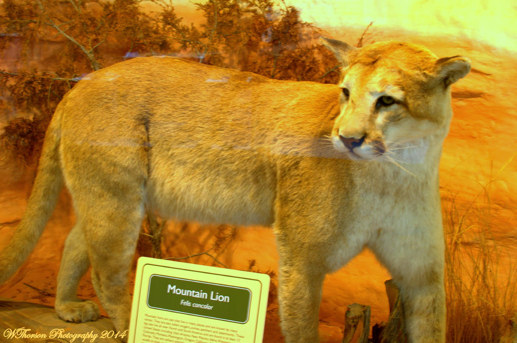 Mountain Lion.jpg