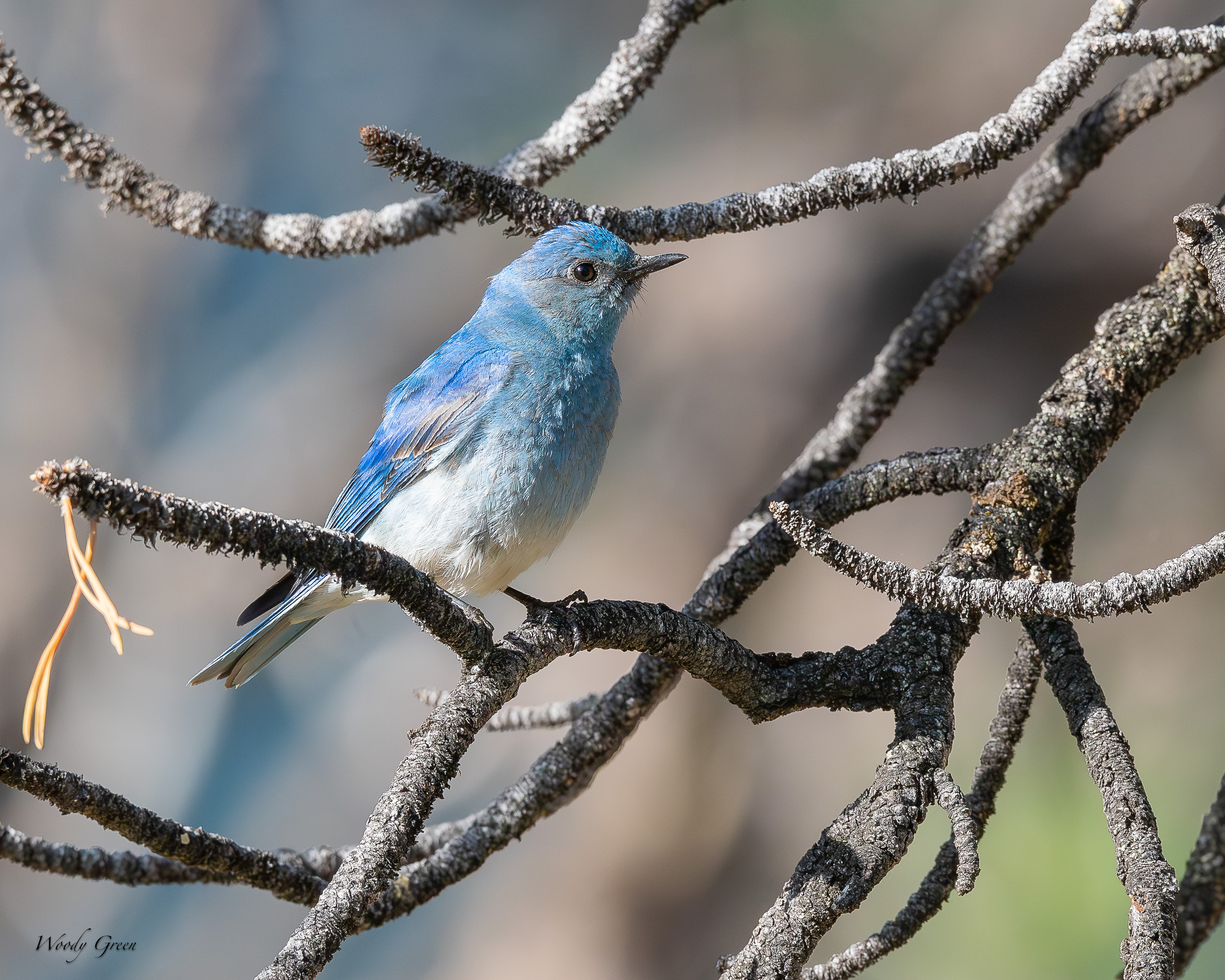 MountainBluebird-220.jpg