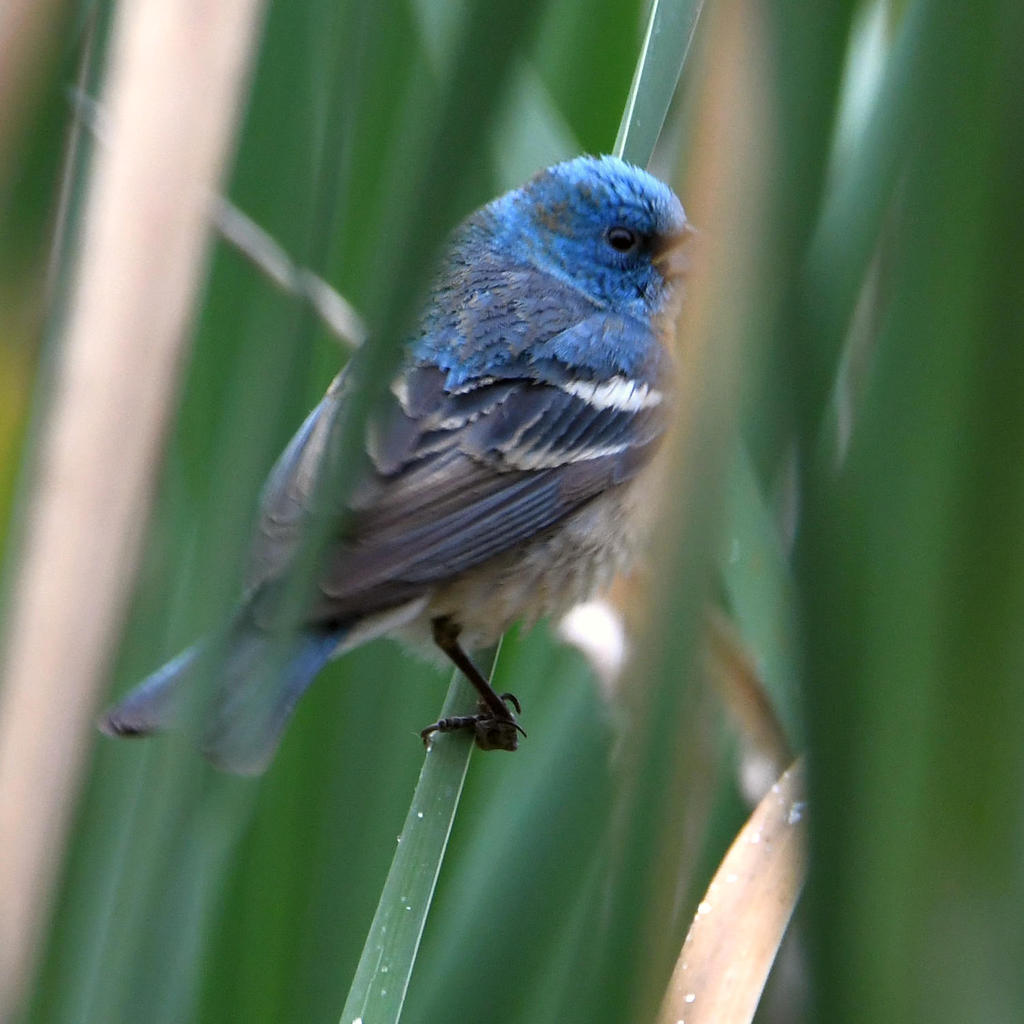MountainBluebird.jpg