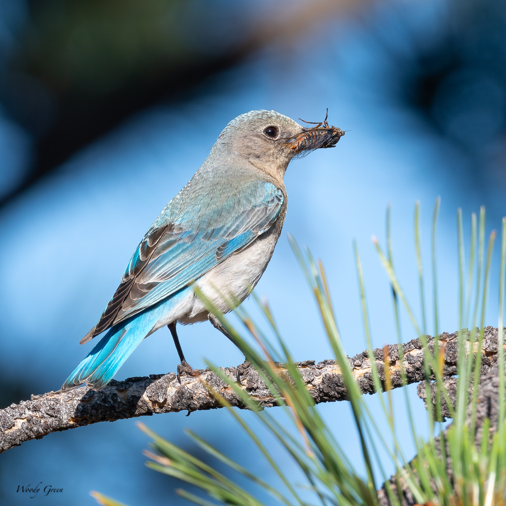 MountainBluebirdMomFood-205.jpg