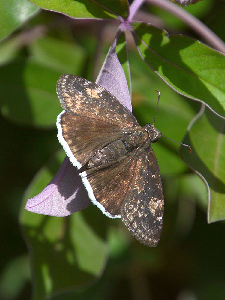 MourningCloak.jpg