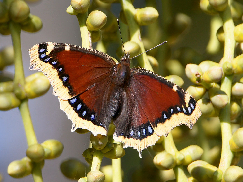 MourningCloak.jpg