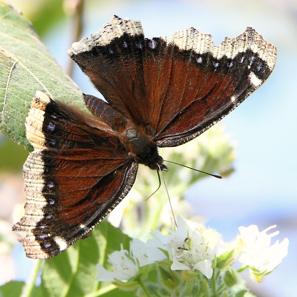 MourningCloak.jpg