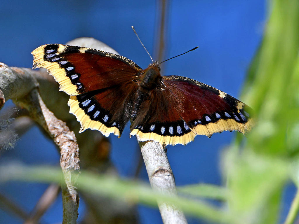 MourningCloak.jpg