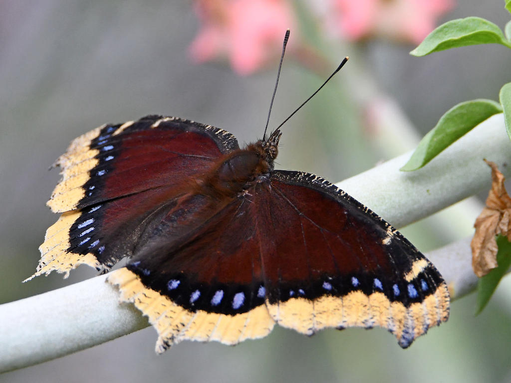 MourningCloak.jpg