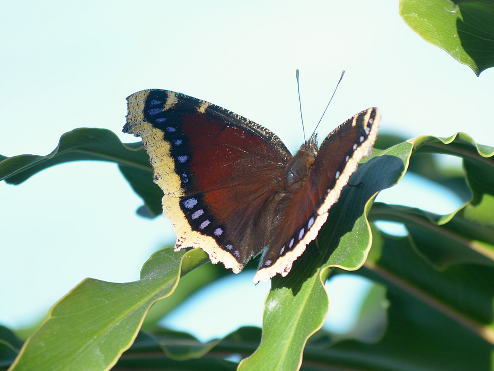 MourningCloak.jpg