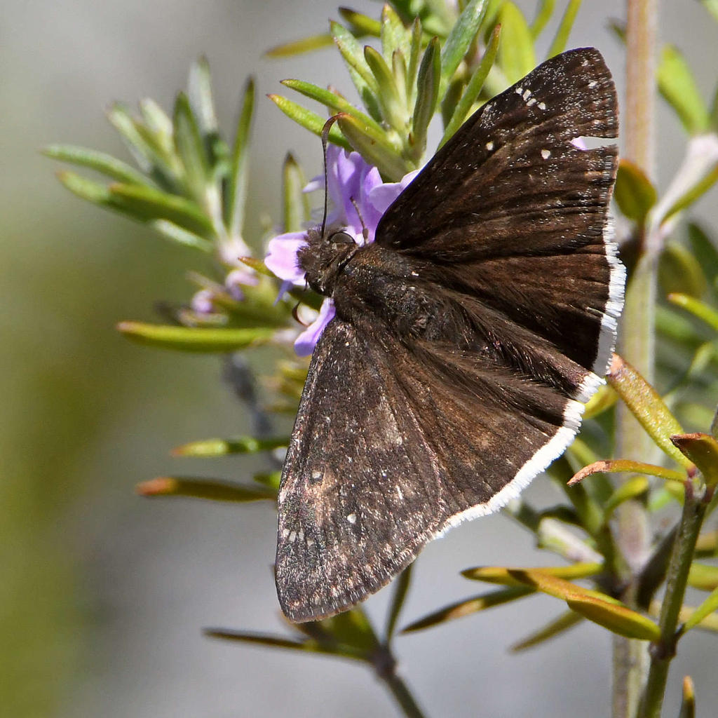 MourningCloak2.jpg