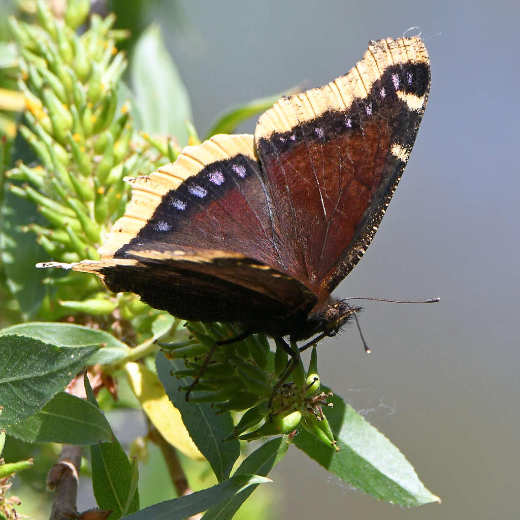 MourningCloak3.jpg