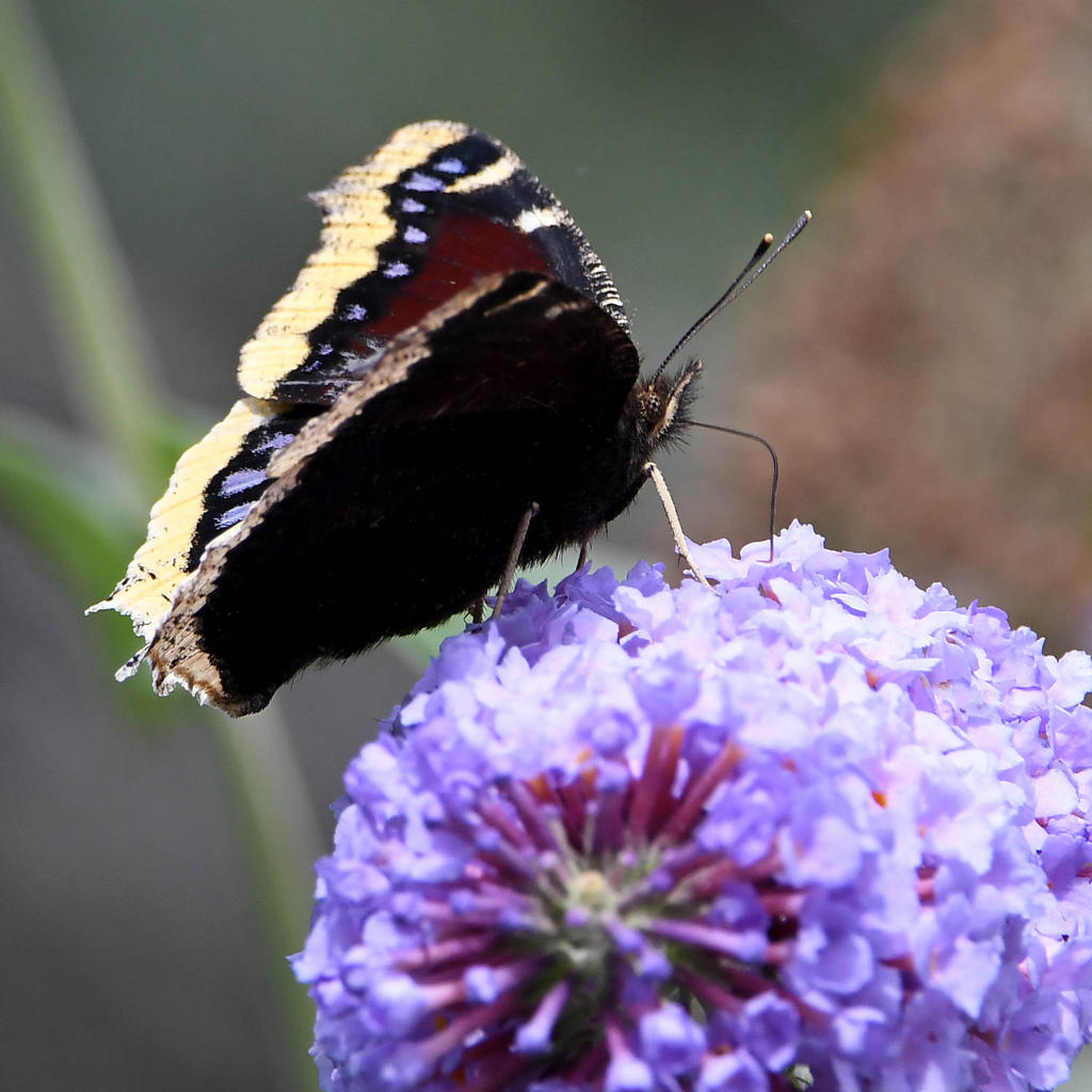 MourningCloak4.jpg