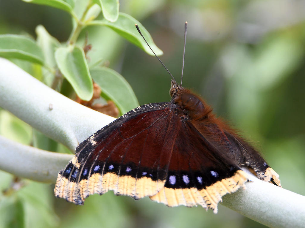 MourningCloak5.jpg