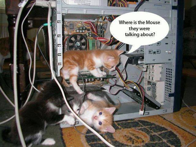 mouse.jpg