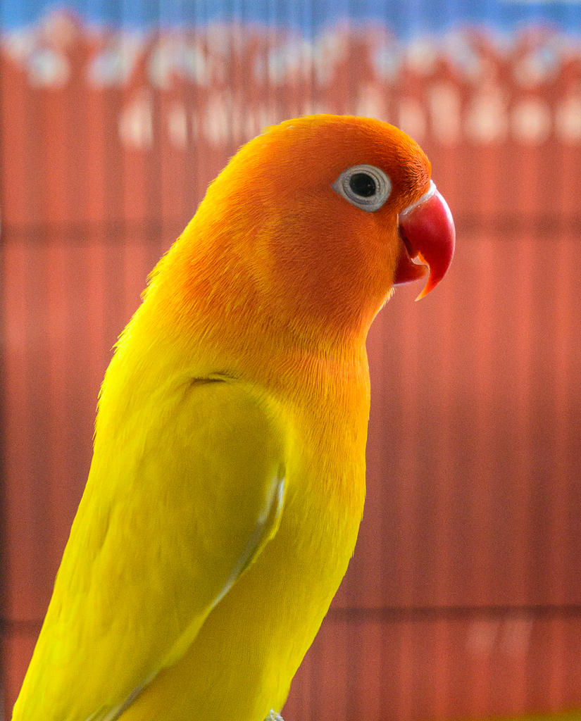 mr-sim-6.jpg