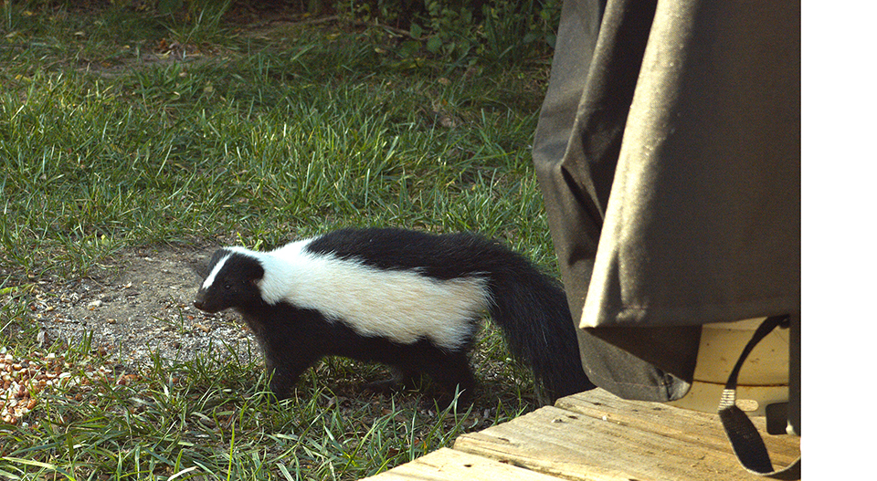 Mr Skunk Cropped.jpg